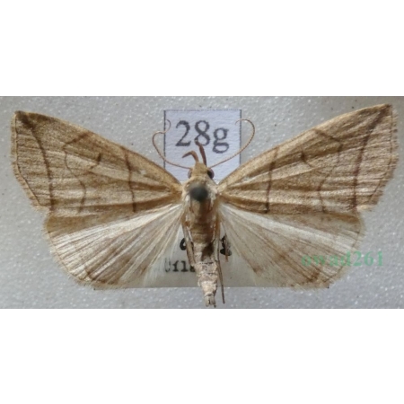 Herminia grisealis (Denis & Schiffermüller, 1775) male Szczękalica gajówka Czech28g
